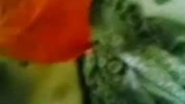 મિત્ર અને બોયફ્રેન્ડ ટોટી sucks સાથે સેકસી સેકસી બીપી વીડીયો કેમેરા